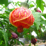2 Abutilon Plants Live 5-8 Inches Tall - Abutilon Lantern Trailing Hanging Flower Vine Perfect for Enhancing Your Indoor Outdoor Garden (Orange)
