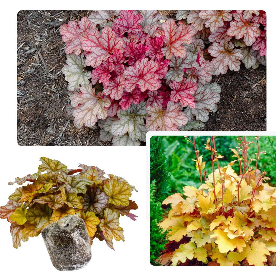 Heuchera Live Plant, Heuchera Coral Bells Live Plant, Yellow Orange to Red Heuchera Houseplant, 5-8 Inc Tall, Change Color Leaf Heuchera