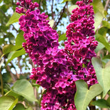 Fragrant Common Lilac Shrub in 4 Inch Pot, Live Purple Lilac Plant, Easy Grow Ornamental, Indoro Outdoor Planting