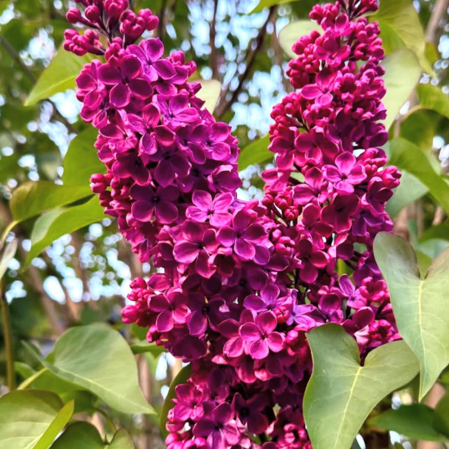 Fragrant Common Lilac Shrub in 4 Inch Pot, Live Purple Lilac Plant, Easy Grow Ornamental, Indoro Outdoor Planting