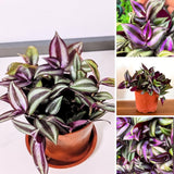 Live Purple Wandering Jew Plant, Tradescantia Zebrina Plants, 4 Inch Pot for Indoor Houseplant