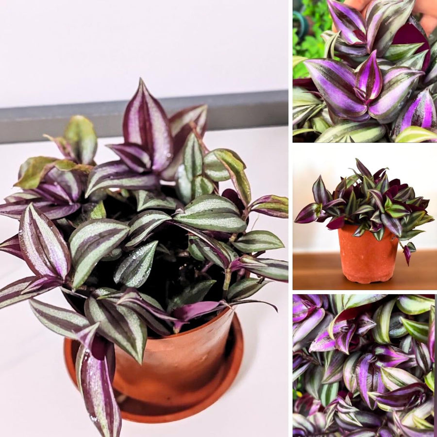 Live Purple Wandering Jew Plant, Tradescantia Zebrina Plants, 4 Inch Pot for Indoor Houseplant