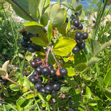 Chokeberry Plant Live, Black Chokeberry Live Plant for Home Garden, 2-3 Years Old Bare Roots, Black Berries Shrub, 14 to 16 Inches Tall