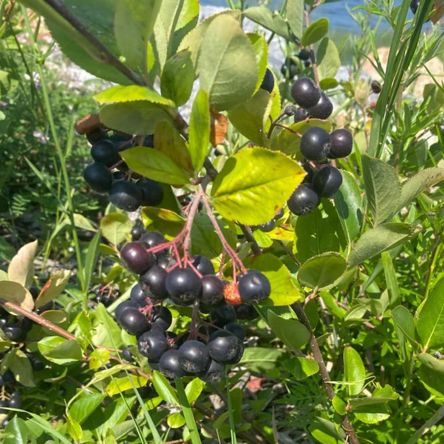 Chokeberry Plant Live, Black Chokeberry Live Plant for Home Garden, 2-3 Years Old Bare Roots, Black Berries Shrub, 14 to 16 Inches Tall