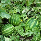 Pack 100 Sweet Watermelon Seeds, Watermelon Seeds for Planting, Heirloom, High Yield Sweet Melon Seed for Beds or Outdoor Garden
