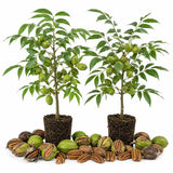 2 Pecan Trees 8-10'' Tall, Live Pecan Nut Trees for Outdoor Planting, Hardy Nut Tree Plants for Garden, Ready to Grow