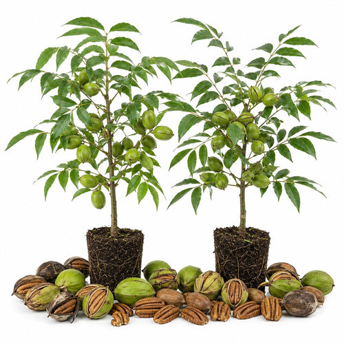 2 Pecan Trees 8-10'' Tall, Live Pecan Nut Trees for Outdoor Planting, Hardy Nut Tree Plants for Garden, Ready to Grow