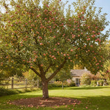 Pink Apple Tree 2–3 Ft Tall, Fruit Apple Tree Plant for Outdoor Garden, Sweet Crisp Apples for Backyard Orchard or Home Garden Growing