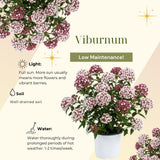 Viburnum Bush Plant Potted, Hardy Flowering Shrub, Rare Viburnum Plant for Outdoor Garden, Landscape, or Hedge, 4-6 Inches (Pink Viburnum)