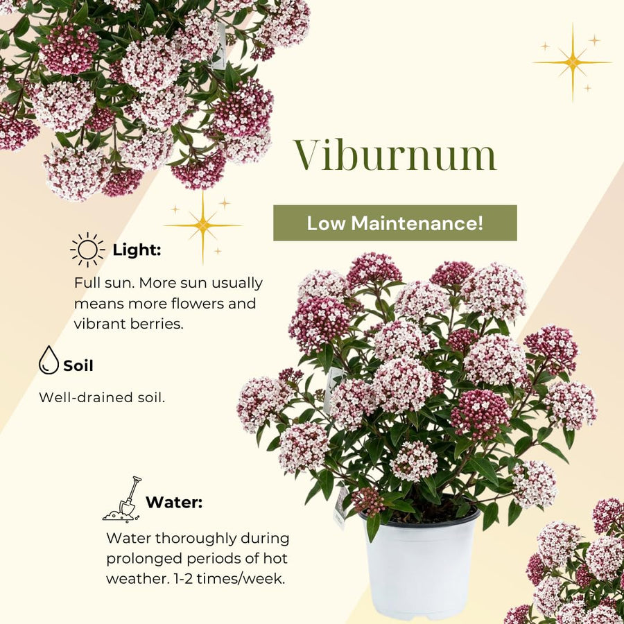 Viburnum Bush Plant Potted, Hardy Flowering Shrub, Rare Viburnum Plant for Outdoor Garden, Landscape, or Hedge, 4-6 Inches (Pink Viburnum)