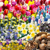 50 Mix Flower Bulbs for Spring Planting, Spring Garden, Early Colorful Blooms, Winter Hardy, Ground Cover Flowerbeds, Borders