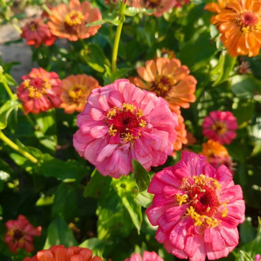 500 Zinnia Flower Seeds Mix, Vibrant Colors, Bright Colorful Blooms for Outdoor Garden