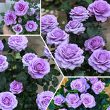 Mini Rose Bush, Miniature Rose Flowers in 3'' Pot, Compact Flowering Rose for Indoor Outdoor Gardens and Containers