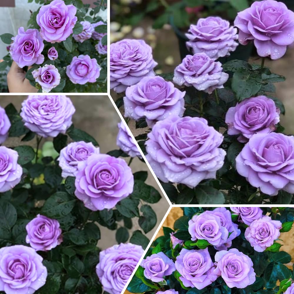 Mini Rose Bush, Miniature Rose Flowers in 3'' Pot, Compact Flowering Rose for Indoor Outdoor Gardens and Containers