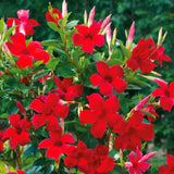 2 Live Mandevilla Plants, Red Mandevilla Vine Live Plant, 10 Inches and 19 Inches Long, Live Mandevilla Plants, Mandevilla Plant Seedlings, 2 Plants