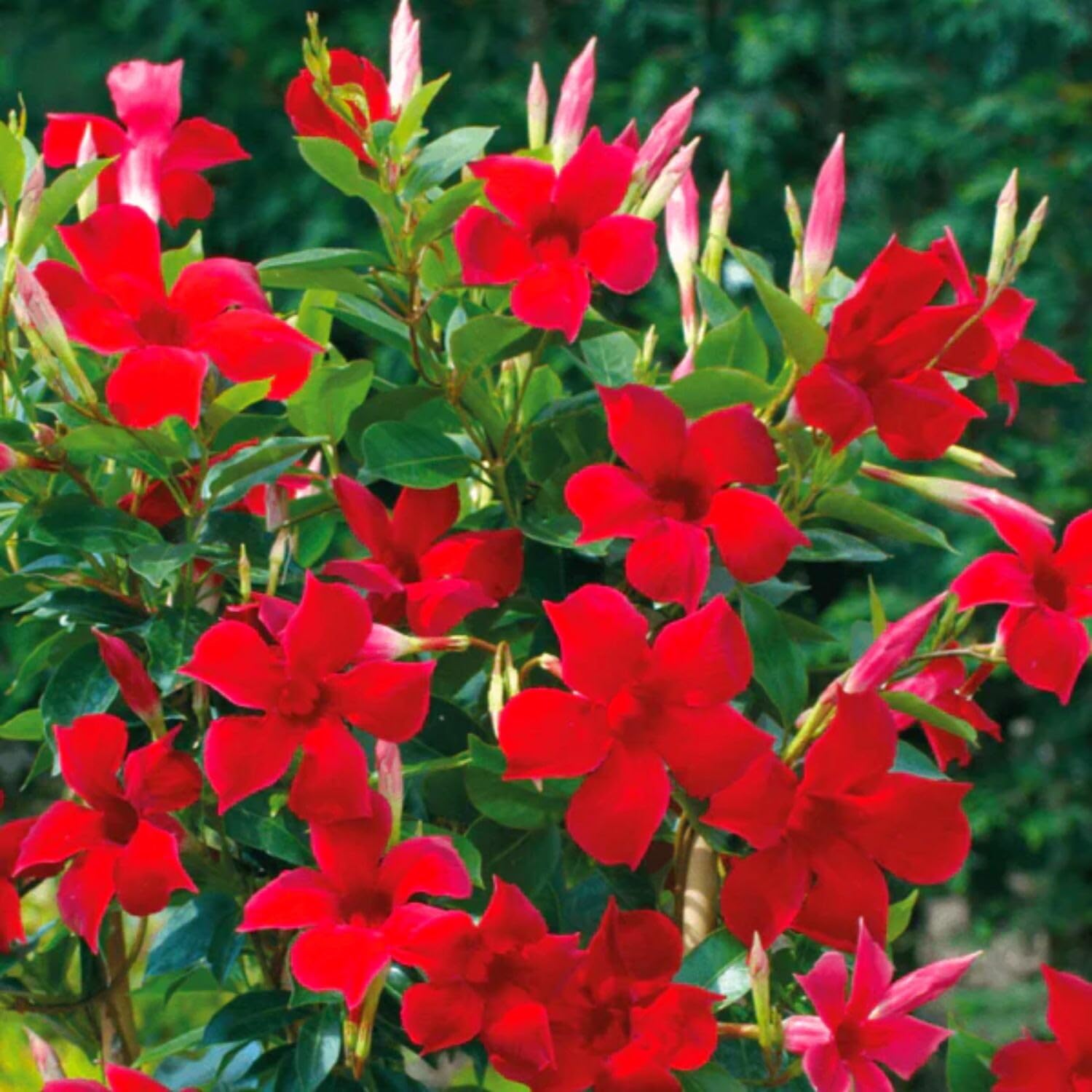 2 Live Mandevilla Plants, Red Mandevilla Vine Live Plant, 10 Inches and 19 Inches Long, Live Mandevilla Plants, Mandevilla Plant Seedlings, 2 Plants