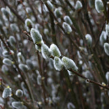 Pussy Willow Live Plant in 2.5 Inch Pot, Ornamental Shrub, Fast Growing Early Spring Blooming Tree for Gardening