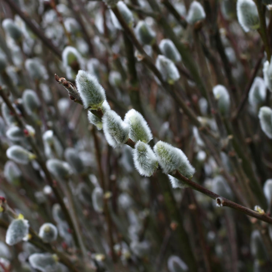 Pussy Willow Live Plant in 2.5 Inch Pot, Ornamental Shrub, Fast Growing Early Spring Blooming Tree for Gardening
