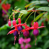 Purple Fuchsia Plant Live, Hardy Fuchsia Flower Plants for Garden, 3 to 4'' Tall - Single Bloom, Purple Flower Plant, No Pot