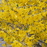 Live Gold Forsythia Plant 5-8" Tall, Forsythia Tree in 2.5 Inch Pot, Ornamental Yellow Flowering Shrub for Garden Beds, Borders, Hedges
