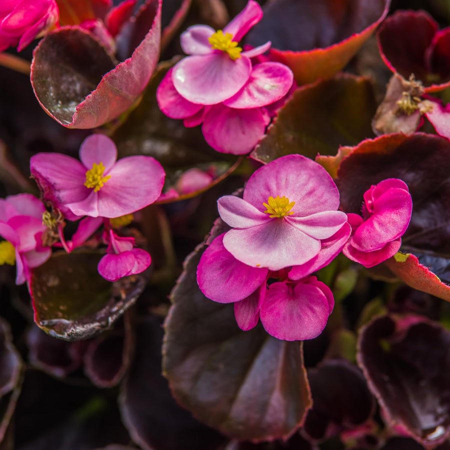Begonias Plant Indoor, Begonia Plant Houseplant, Rare Begonias Live Plant 4 to 6 Inches Height No Pot (Red Brown Leaf)