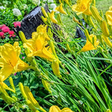 5 Golden Daylily Roots, Hardy Perennial Flower for Garden Beds and Borders Planting, Easy Care, Ready to Grow