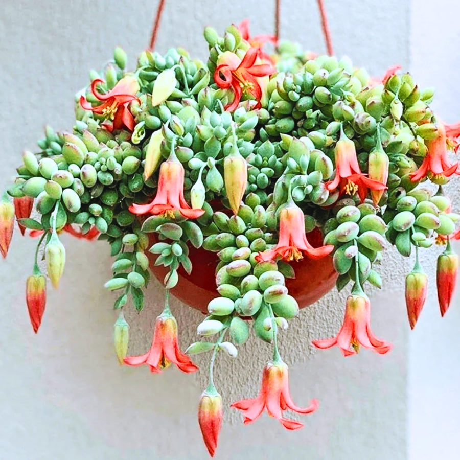 Cotyledon Pendens Live Plant, Rare Trailing Succulent in 2" Pot, Hanging Succulent for Indoor Outdoor Planters