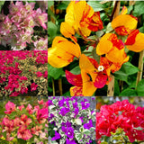 2 Mixed Bougainvillea Plants Live, Perennial Bougainvillea Flowers Vine, Outdoor Garden Planting 5-9 Inches