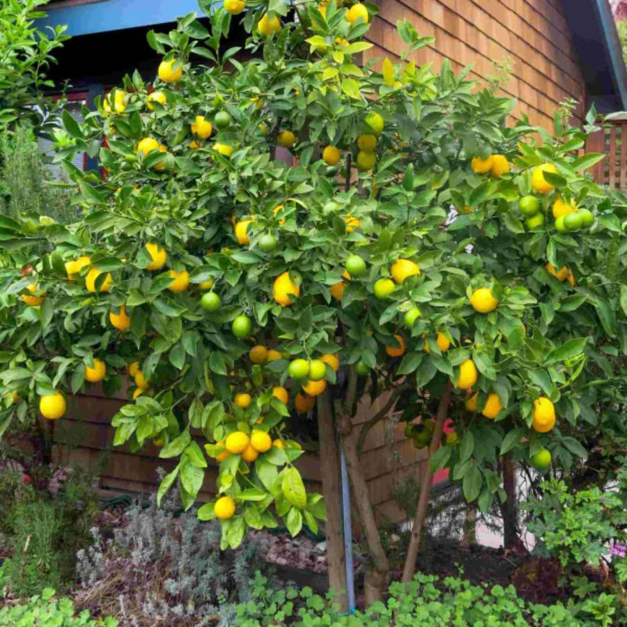 Live Meyer Lemon Tree Live Plant, Yellow Lemon Lime Starter Tree Seedling, 2-3 Inches Tall in 4 Inch Pot, Hardy and Full Sun Zones 9-11