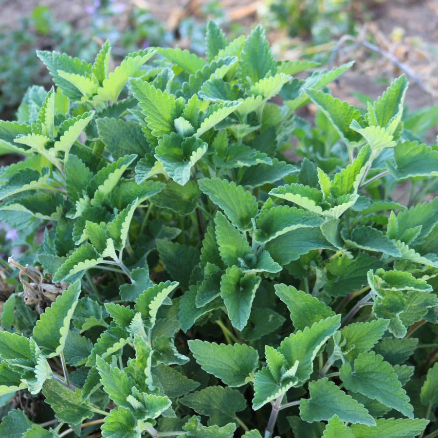 Set of 2 Catnip Live Plants, 4-6 Inches Tall, Fragrant Herb Plants for Outdoor Garden and Raised Beds