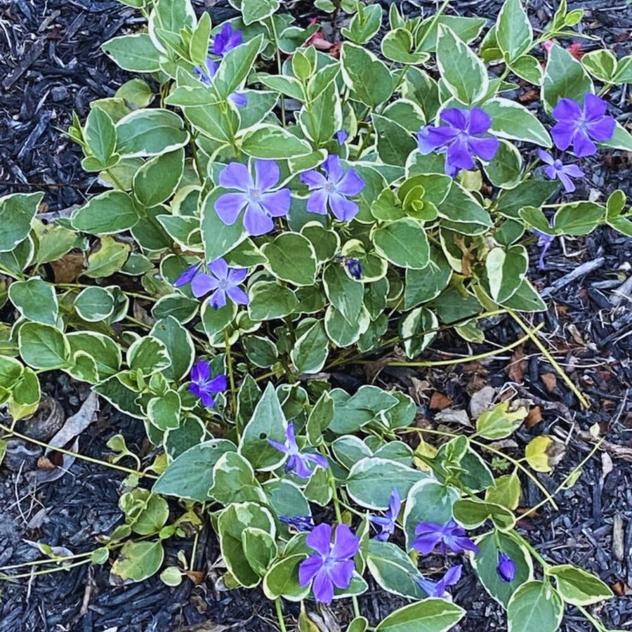 24 Variegated Vinca Plants Live, Vinca Plants Live, Vinca Ground Cover Vine Bare Roots from 6 Inc Tall Garden