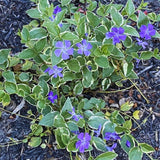 Set 36 of Variegated Vinca Plants Live, Vinca Ground Cover Vine Bare Roots from 6 Inc Long, Vinca Plants Live Gardening