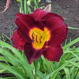 10 Red Daylily Roots, Hardy Perennial Flower for Garden Beds and Borders Planting, Easy Care, Ready to Grow