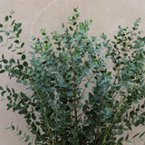 2 Medium Silver Dollar Eucalyptus Tree, Eucalyptus Plant Live, 5-7 Inches Tall, Dormant, No Leaf Until Spring, Fragrant Leaf for Home Decor