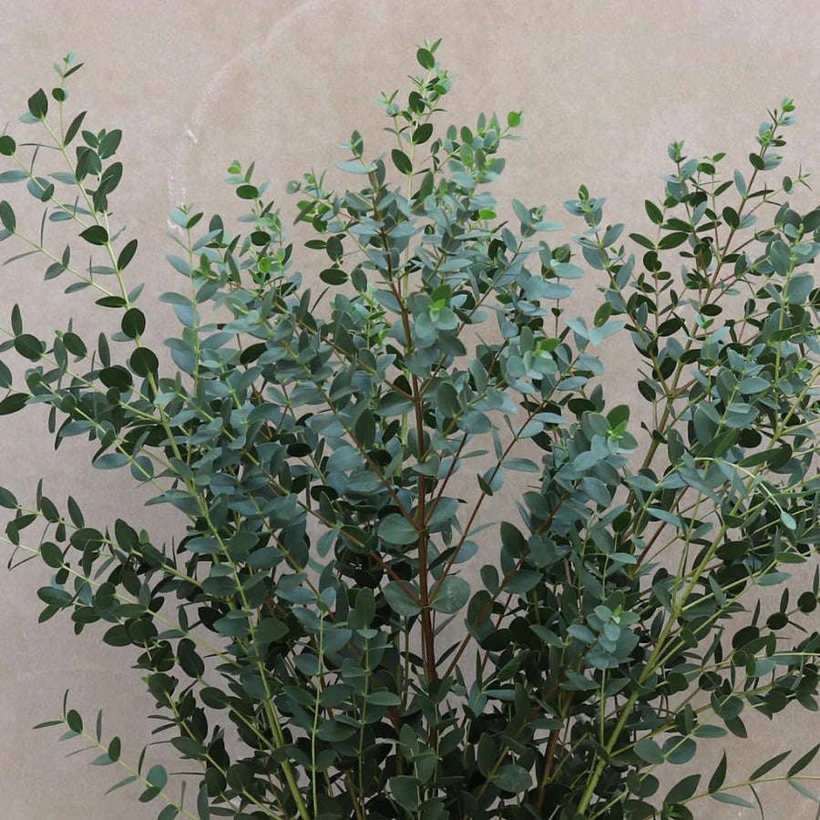 2 Medium Silver Dollar Eucalyptus Tree, Eucalyptus Plant Live, 5-7 Inches Tall, Dormant, No Leaf Until Spring, Fragrant Leaf for Home Decor