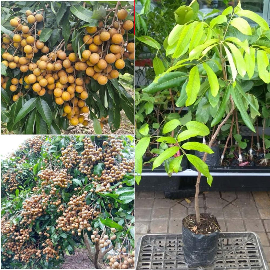1 Year Old Longan Tree Live Plant, Well-Rooted for Zones 9-11, 8-10 Inches Tall in 4 Inch Pot, Tropical Fruit Tree for Indoor or Outdoor Growing