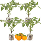 Lot 4 Tomato Plants Live for Planting Outdoors, Large and Juicy Tomatoes, Well Rooted, 6 to 8 Inch - Yellow Tomato
