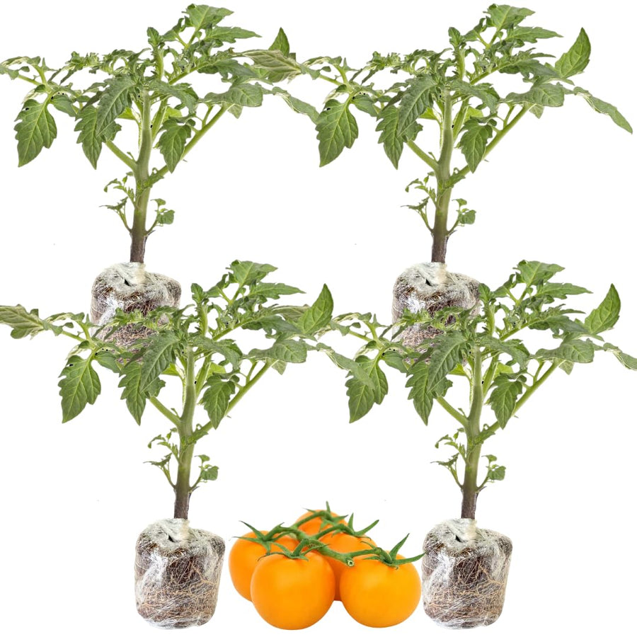 Lot 4 Tomato Plants Live for Planting Outdoors, Large and Juicy Tomatoes, Well Rooted, 6 to 8 Inch - Yellow Tomato