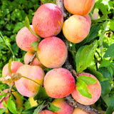 2 American Plum Trees Live Plants, Bareroots, 12 to 18 Inch Height, Plum Plants Live for Planting, Sweet Plum Trees Plants
