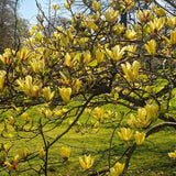 Magnolia Tree Live Plant in 2.5'' Pot, Magnolia Starter Tree, Ornamental Flowering Tree, Outdoor or Container Growing (Yellow Magnolia)