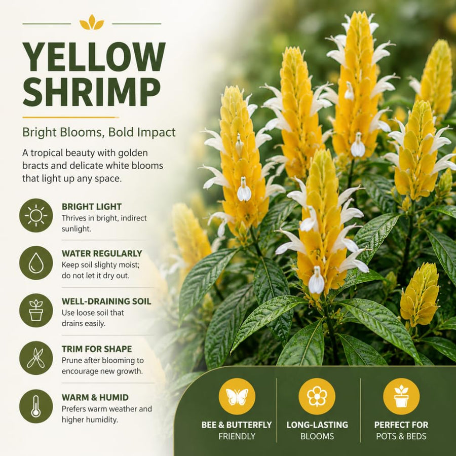 Shrimp Plant Live, Yellow Shrimp Plant, 5-7 Inc Tall, Tropical Flowering Plants for Indoor Outdoor Garden, No Pot