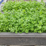 Set of 500 Cilantro Seeds for Planting, Cilantro Herb Vegetable, Herb Seeds, Ready for Planting