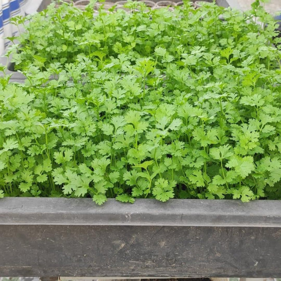Set of 500 Cilantro Seeds for Planting, Cilantro Herb Vegetable, Herb Seeds, Ready for Planting