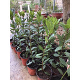 Starter Bay Leaf Tree Live Plant, Sweet Bay Live Plant, Laurus Nobilis Plant, 4 to 8 Inc Tall, No Pot