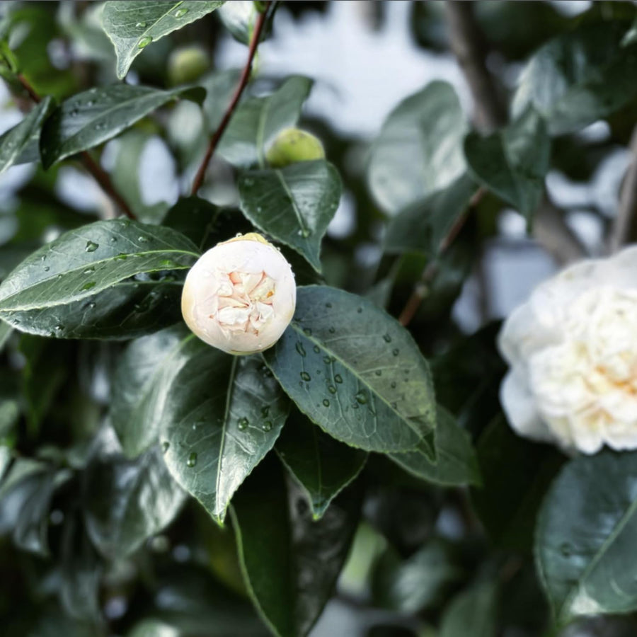 Camellia Plant Live, Camellia Flower Shrub, Well-Rooted in Pot, Cold Hardy Plant for Indoor Outdoor, 8-12'' Tall (White)
