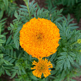 Orange African Marigold Plant 6-10 Inches, 4 Inch Pot, Hardy Marigold Flowers, Live Flowering Garden Plant for Planting
