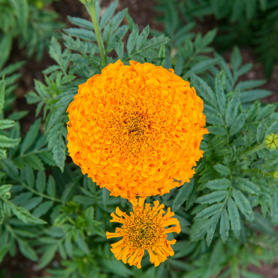 Orange African Marigold Plant 6-10 Inches, 4 Inch Pot, Hardy Marigold Flowers, Live Flowering Garden Plant for Planting