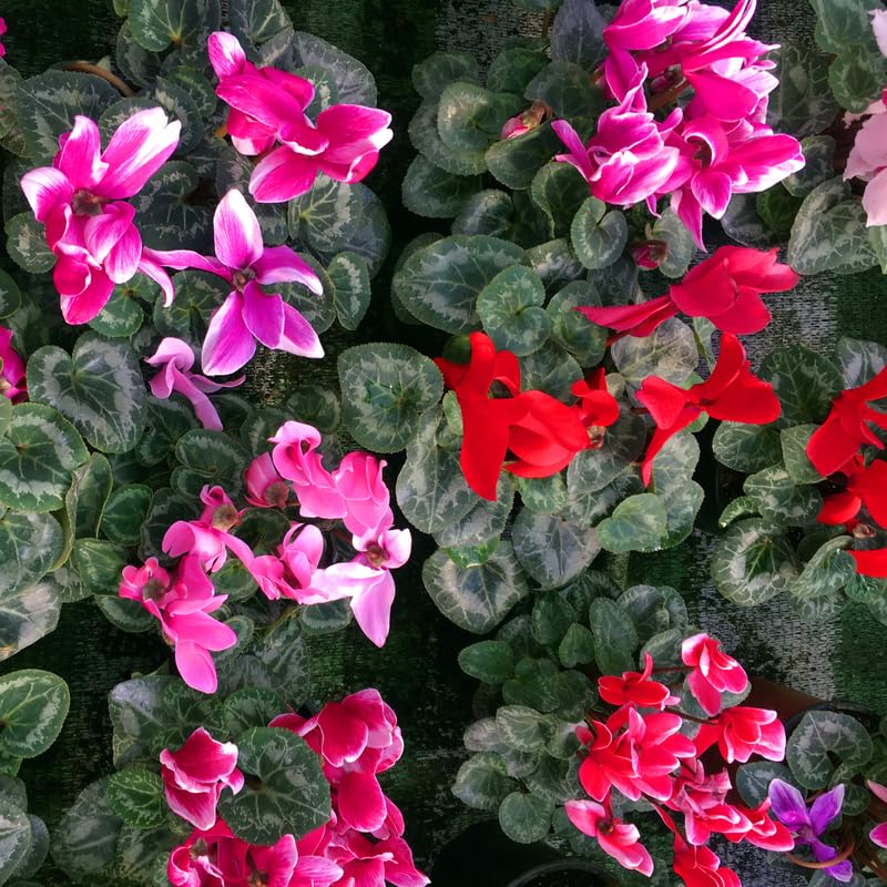 Mixed Cyclamen Live Plant in Pot, Hardy Cyclamen Plant Live Vibrant Blooms, in 4 Inc Pot, Indoor Flowering Houseplant for Year-Round Display