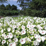 Hardy Hibiscus Plants Live – 12-Inch White Hibiscus Tree, Vibrant Blooms, Easy to Grow, Hibiscus Cutting Back