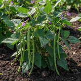 Set of 25 Long Green Bush Bean Seeds for Planting, Bush Bean Seeds, Green Beans, Heirloom Vegetable for Outdoor Planting